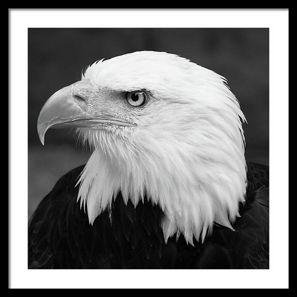 Bald Eagle, Black and White / Art Photo - Framed Print