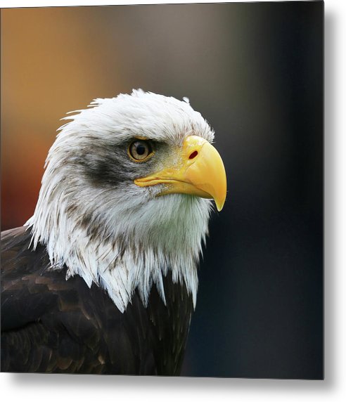 Bald Eagle / Art Photo - Metal Print