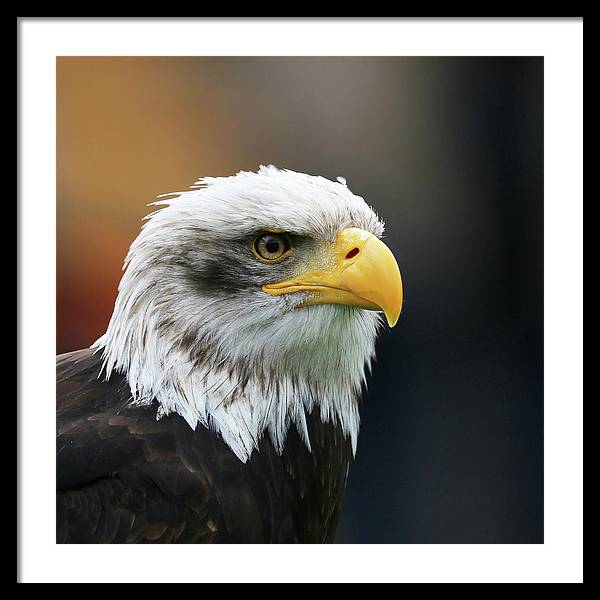 Bald Eagle / Art Photo - Framed Print