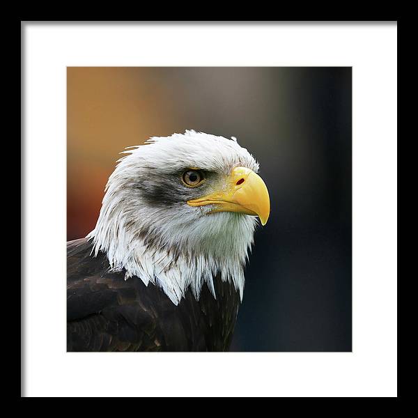 Bald Eagle / Art Photo - Framed Print