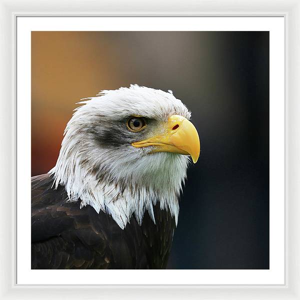 Bald Eagle / Art Photo - Framed Print