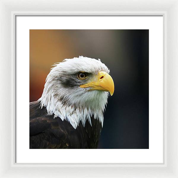 Bald Eagle / Art Photo - Framed Print