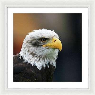 Bald Eagle / Art Photo - Framed Print