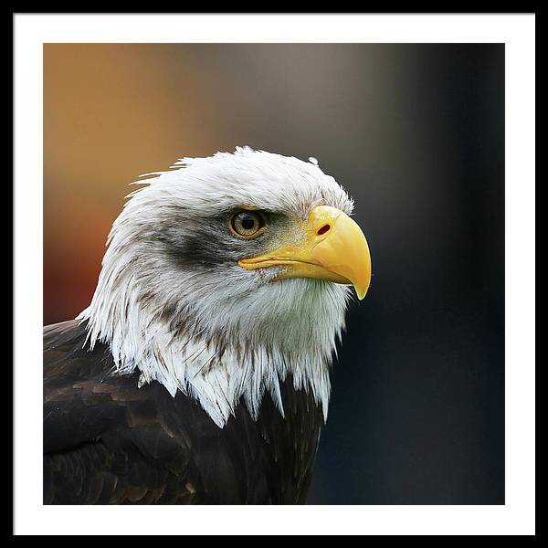 Bald Eagle / Art Photo - Framed Print