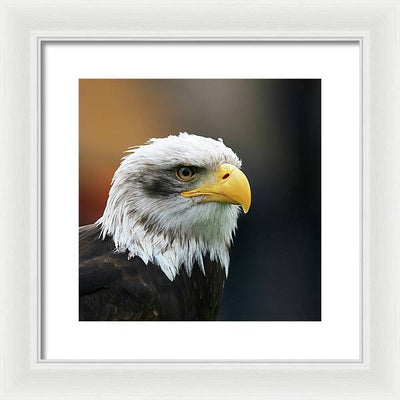 Bald Eagle / Art Photo - Framed Print