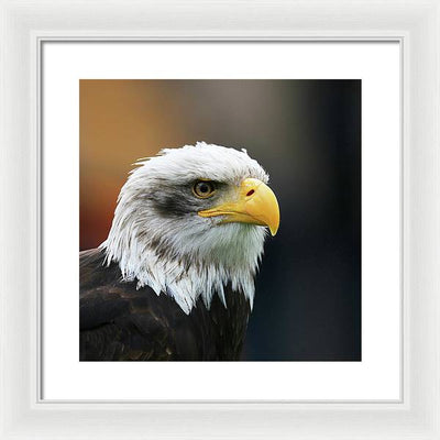 Bald Eagle / Art Photo - Framed Print