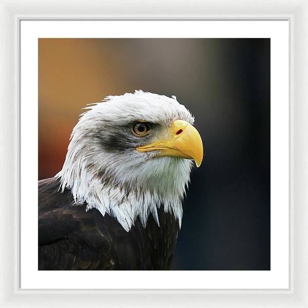 Bald Eagle / Art Photo - Framed Print