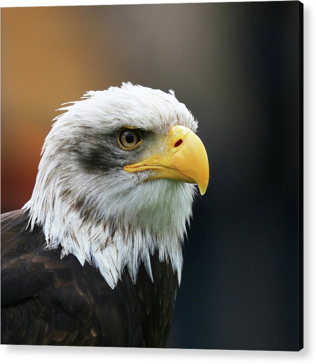 Bald Eagle / Art Photo - Acrylic Print