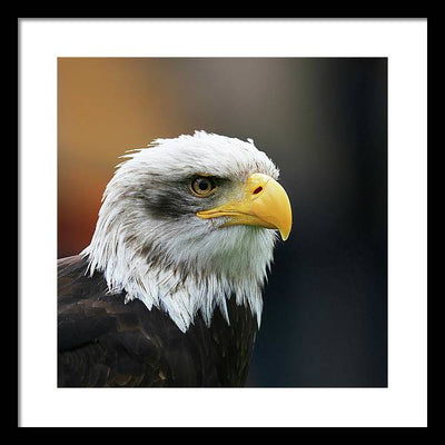 Bald Eagle / Art Photo - Framed Print