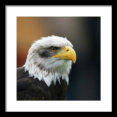 Bald Eagle / Art Photo - Framed Print