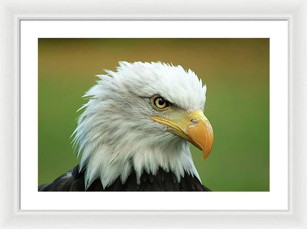 Bald Eagle / Art Photo - Framed Print