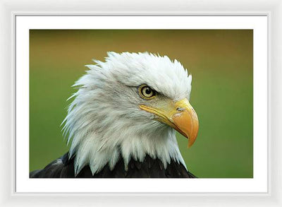 Bald Eagle / Art Photo - Framed Print