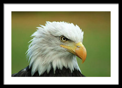 Bald Eagle / Art Photo - Framed Print