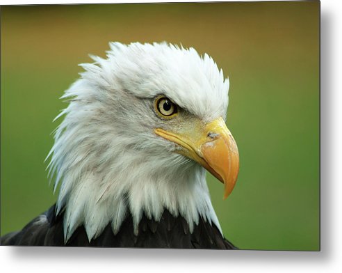 Bald Eagle / Art Photo - Metal Print