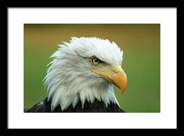 Bald Eagle / Art Photo - Framed Print