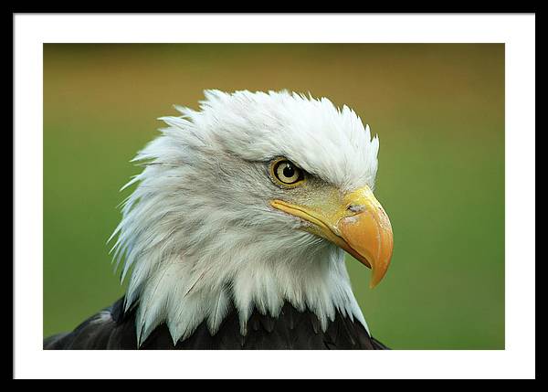 Bald Eagle / Art Photo - Framed Print