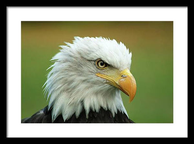 Bald Eagle / Art Photo - Framed Print