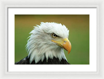 Bald Eagle / Art Photo - Framed Print