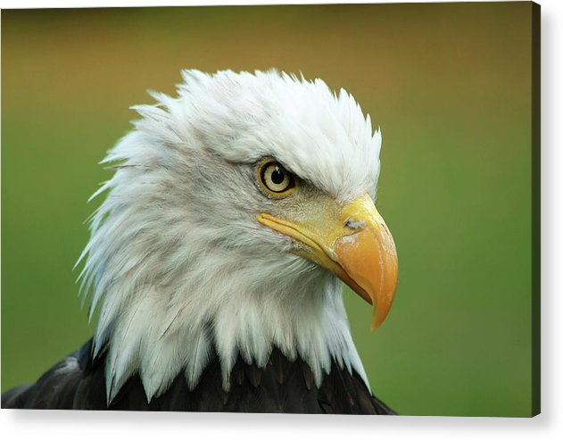 Bald Eagle / Art Photo - Acrylic Print