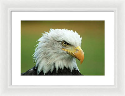 Bald Eagle / Art Photo - Framed Print