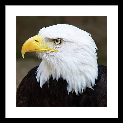 Bald Eagle / Art Photo - Framed Print