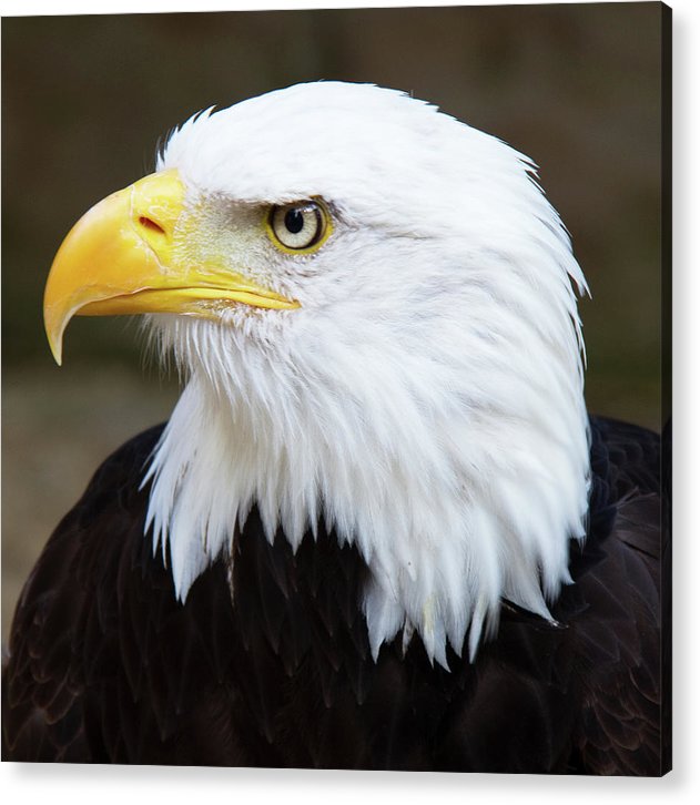 Bald Eagle / Art Photo - Acrylic Print