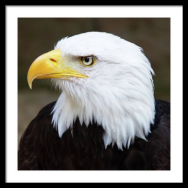 Bald Eagle / Art Photo - Framed Print