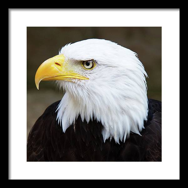 Bald Eagle / Art Photo - Framed Print