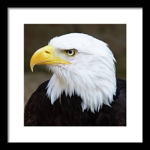 Bald Eagle / Art Photo - Framed Print