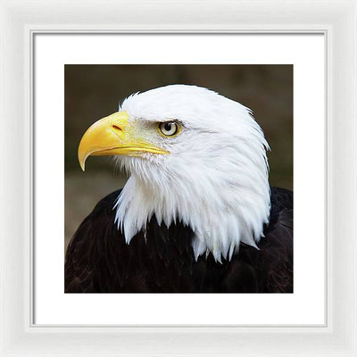 Bald Eagle / Art Photo - Framed Print