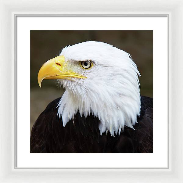 Bald Eagle / Art Photo - Framed Print