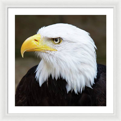 Bald Eagle / Art Photo - Framed Print