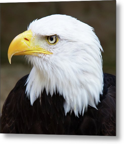 Bald Eagle / Art Photo - Metal Print