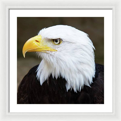 Bald Eagle / Art Photo - Framed Print