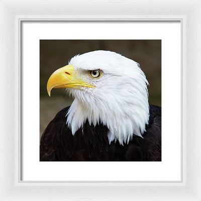 Bald Eagle / Art Photo - Framed Print