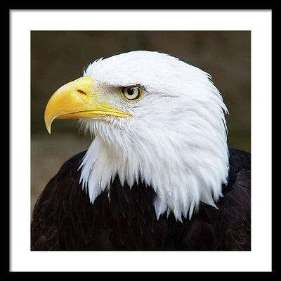 Bald Eagle / Art Photo - Framed Print