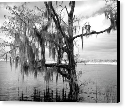 Blakeley State Park, Alabama / Art Photo - Canvas Print