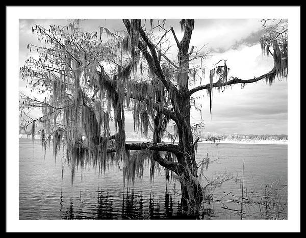 Blakeley State Park, Alabama / Art Photo - Framed Print