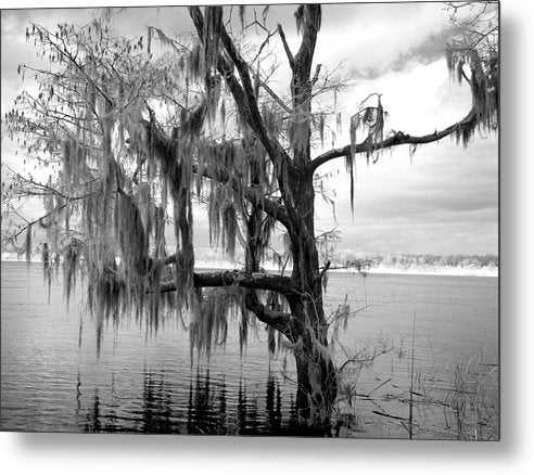 Blakeley State Park, Alabama / Art Photo - Metal Print