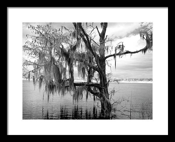 Blakeley State Park, Alabama / Art Photo - Framed Print