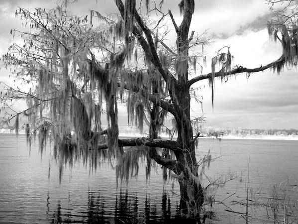 Blakeley State Park, Alabama / Art Photo - Art Print