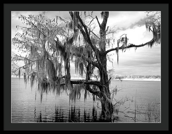 Blakeley State Park, Alabama / Art Photo - Framed Print