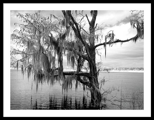 Blakeley State Park, Alabama / Art Photo - Framed Print