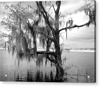 Blakeley State Park, Alabama / Art Photo - Acrylic Print