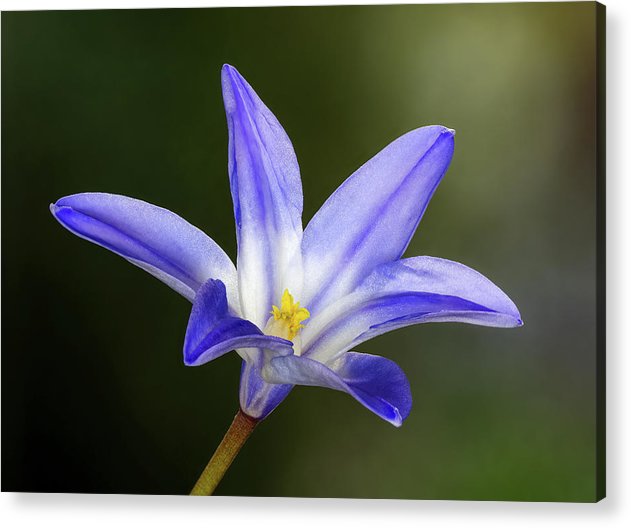 Blue Star Flower Focus Stack / Art Photo - Acrylic Print