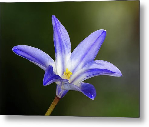 Blue Star Flower Focus Stack / Art Photo - Metal Print