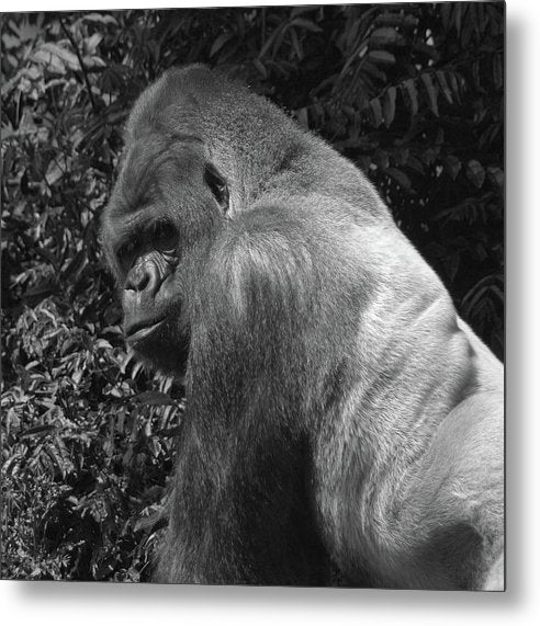 Bokito, Gorilla, Black and White / Art Photo - Metal Print