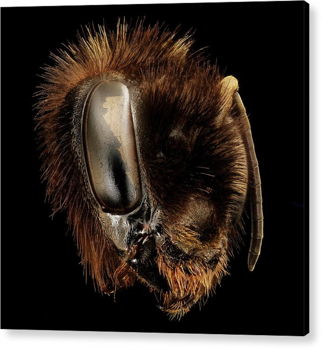 Bombus Affinis / Art Photo - Acrylic Print