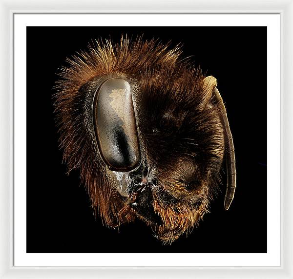 Bombus Affinis / Art Photo - Framed Print