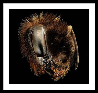 Bombus Affinis / Art Photo - Framed Print